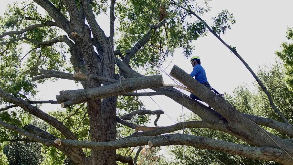 Professional Crown Thinning performed by certified arborists in Trenton